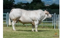 HARDI EXC - Charolais