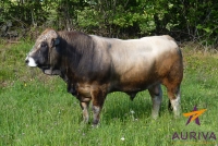 DUROC - Aubrac