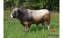 DUROC - Aubrac