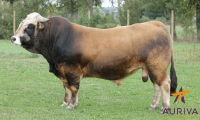 GENI - Aubrac