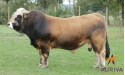 GENI - Aubrac