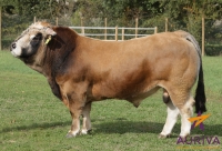 HARMONIEUX - Aubrac