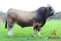 HILIUS - Aubrac