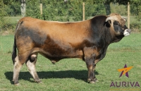 HUSSARD - Aubrac