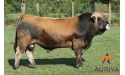 HUSSARD - Aubrac