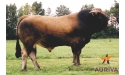 JLANDAIS - Aubrac