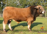 VULCANIA - Aubrac