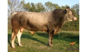 VALLON - Bazadais