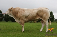 EXON - Blond d'Aquitaine