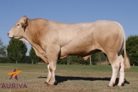 DAUPHIN - Blond d'Aquitaine