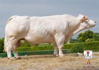 ALOES - Charolais