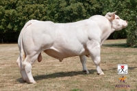 ARDENT - Charolais