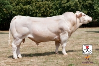 AUTOMNE - Charolais