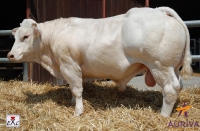 BLEUET - Charolais