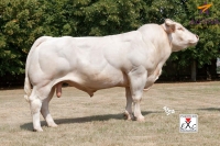 BOL D'OR - Charolais