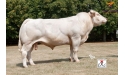 BOL D'OR - Charolais