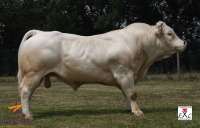 CADOR - Charolais