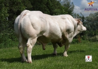 DOMINO - Charolais