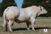 ECRIN - Charolais