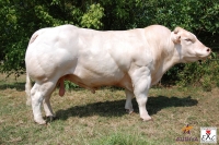 ECU - Charolais