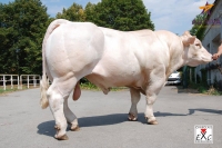 EXCES - Charolais