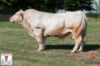 FERPLEX - Charolais