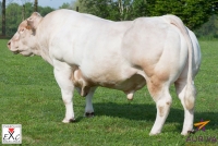 FILOU - Charolais