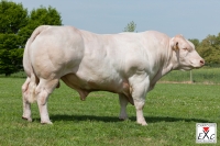 FLUO - Charolais