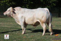 FRIPON - Charolais