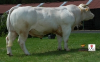 SOUCI - Charolais