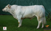 VALMY - Charolais