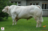 VULPIN - Charolais