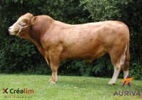 NOBLAT - Limousin