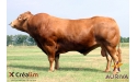 USKUDAR - Limousin