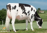 DEXEL