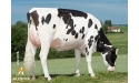 FARINE, fille de DEXEL - GAEC Elevage BONNET, Labesserette (15)
