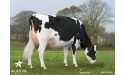 FAUVETTE, sa fille -  Earl CASTREC QUINIOU Lesperbe, Douarnenez (29)