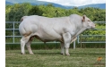 HARDI EXC - Charolais