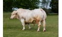 HULKEXC - Charolais