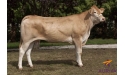 6703, fille de CABREL - REY D, LAVARDENS (32)
