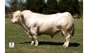 EPERON - Charolais