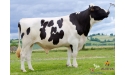 DEXEL