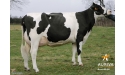TEXY, GMM de GAHARD 
