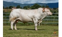 HARDI EXC - Charolais