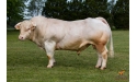 HULKEXC - Charolais