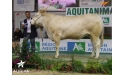 FLORALIE, fille de BERLIOZ - Championne Espoir Aquitanima 2013 - EARL LAMARQUE, ST EUTROPE DE BORN (47)
