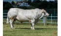 HARDI EXC - Charolais