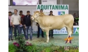 GLORIEUSE, fille de BERLIOZ - 1° Prix de section Aquitanima 2013 - EARL CASTERA, LANNECAUBE (64)
