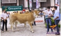 INIESSAIE, fille de BIVOUAC, 3ème prix de section, GAEC DOU CAP DE LA COSTE (64)