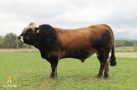 JINTOU - Aubrac